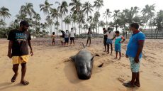 На Шри-Ланке произошел массовый выброс черных китов на побережье (фото)