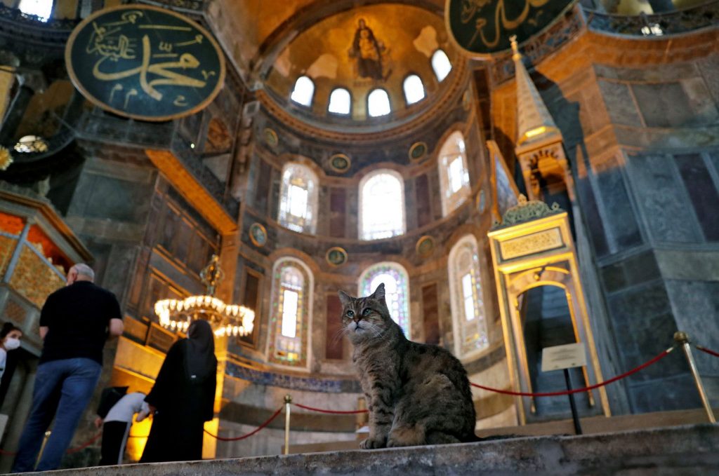 Умерла кошка, которая всю свою жизнь была хранительницей Айя-Софии в Стамбуле