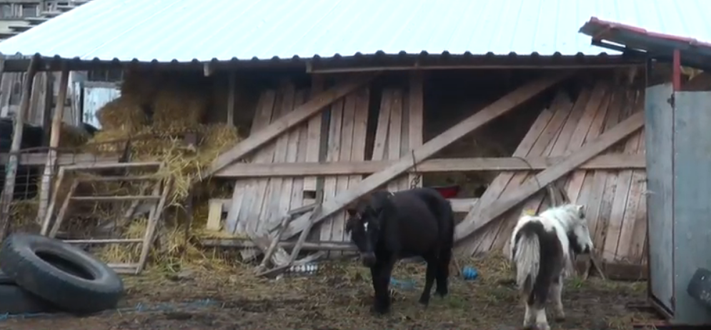 «Обман зору»: під Харковом власник верблюдів заперечує, що його тварини крадуть чужі врожаї (відео)