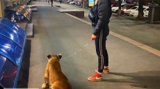 На площади Свободы девушка гуляла со львенком (фото)