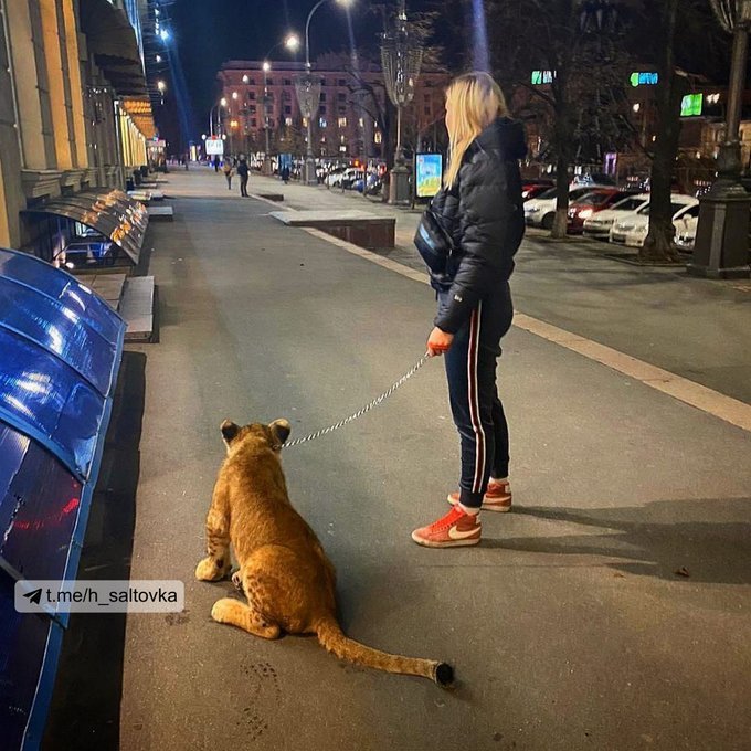 На площади Свободы девушка гуляла со львенком (фото)