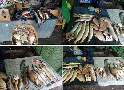 Сом, судак, лещ. На рынке Харькова незаконно продавали свежую рыбу