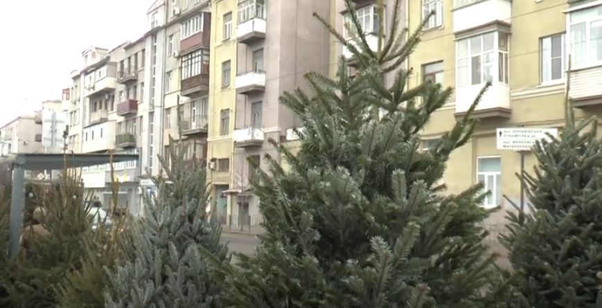 От 300 грн: актуальные цены на елки в Харькове