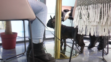 У Харкові собаки можуть познайомитися за допомогою мобільного додатку (відео)