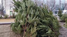 На Харьковщине начата операция «Новогодняя елка»