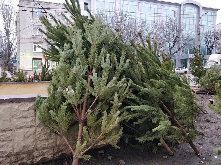 На Харьковщине начата операция «Новогодняя елка»