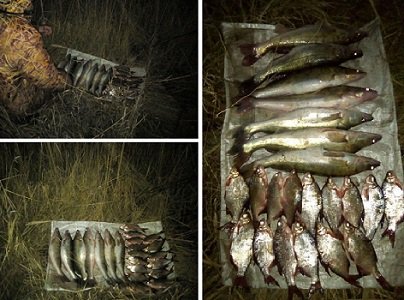 Задержан браконьер, наловивший сетями судака