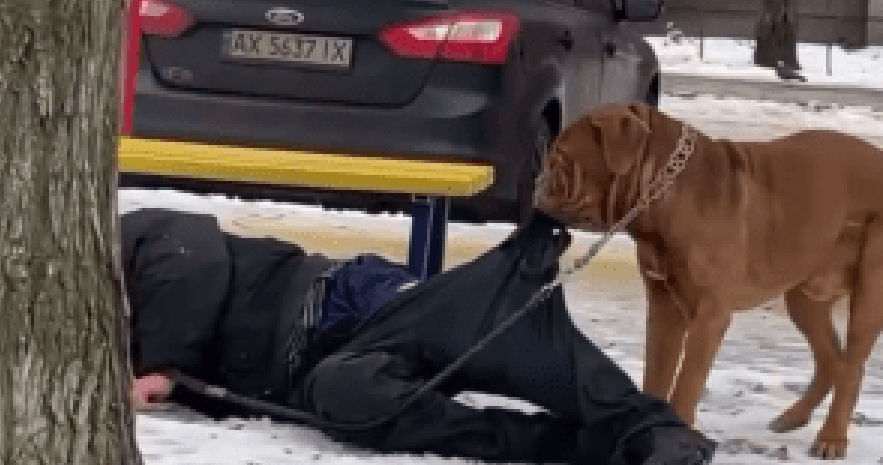 В Харькове собака пыталась дотащить до дома пьяного хозяина (видео)