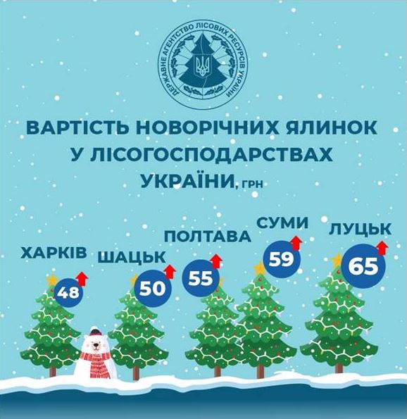 В Харькове будут самые низкие цены на новогодние елки в Украине (инфографика)
