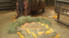 У Харківському зоопарку відзначили день народження бегемотихи Степаниди