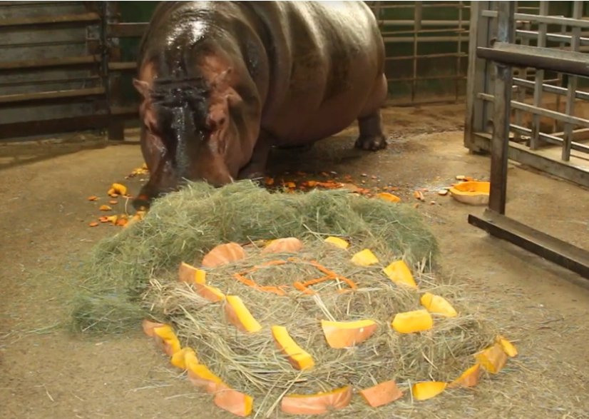 У Харківському зоопарку відзначили день народження бегемотихи Степаниди