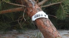 До харківських продавців ялинок навідалися з перевірками — порушення знайшли