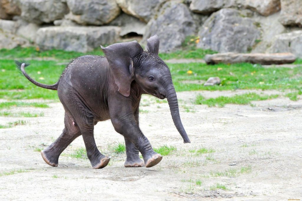 20 июня — Всемирный день защиты слонов в зоопарках