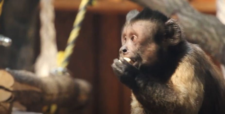 У зв’язку з морозами деяких тварин у зоопарку переселили до теплих вольєрів (відео)