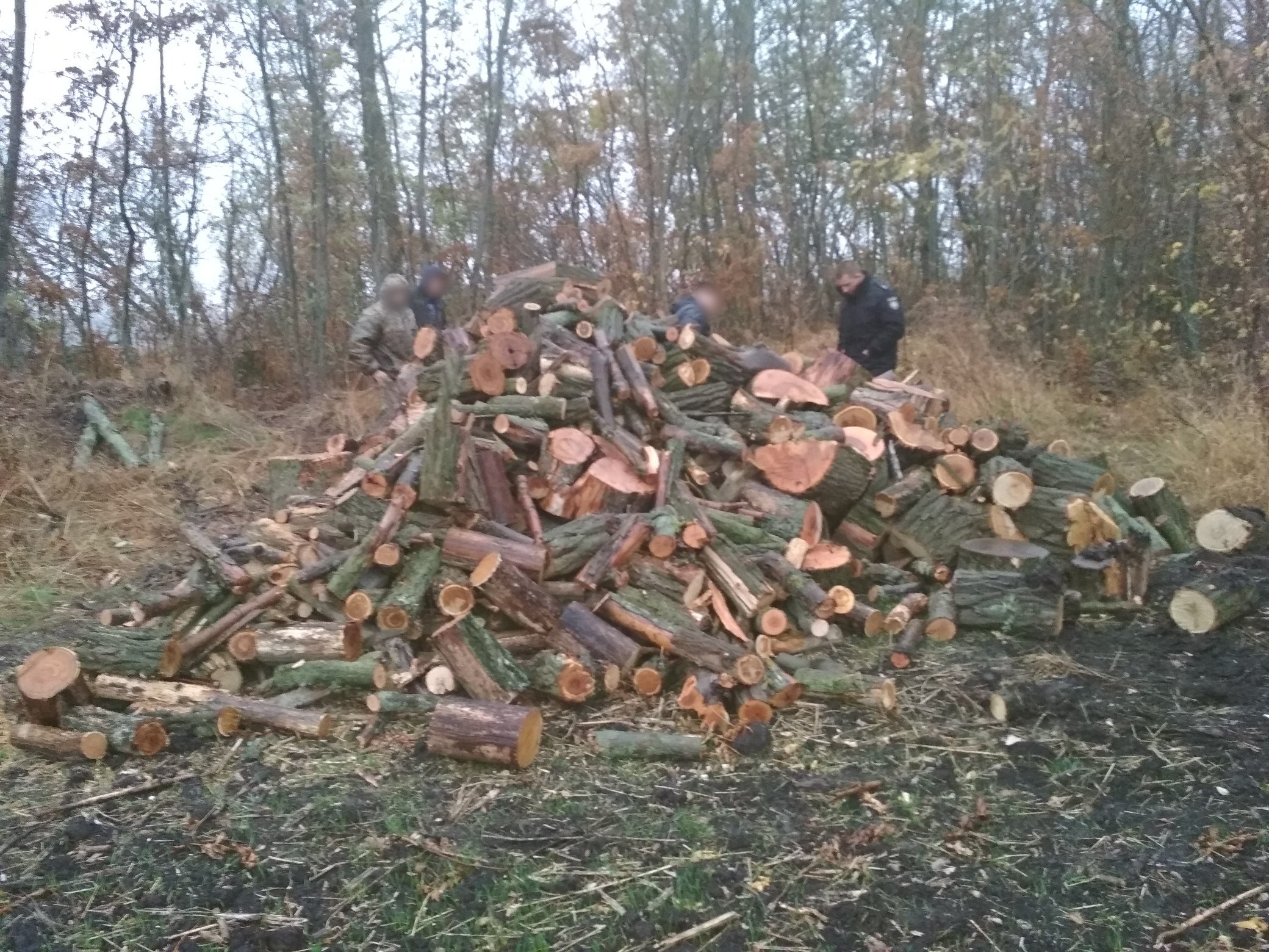 лесополоса вырубка. лесополоса вырубка. деревья в лесополосе краснодарского. закарпатье вырубка леса. вырубленный лес подмосковье.