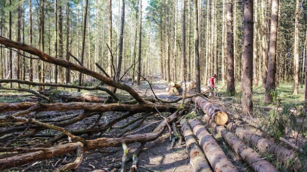 Неизвестные вырубили в Октябрьском лесхозе деревьев на 18 млн грн: мастер леса пойдет под суд
