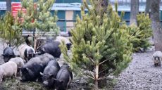 Куда и как сдать елку после Нового года в Харькове и области