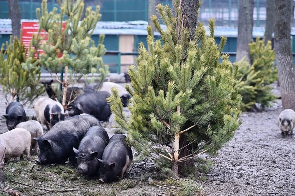 Куда и как сдать елку после Нового года в Харькове и области