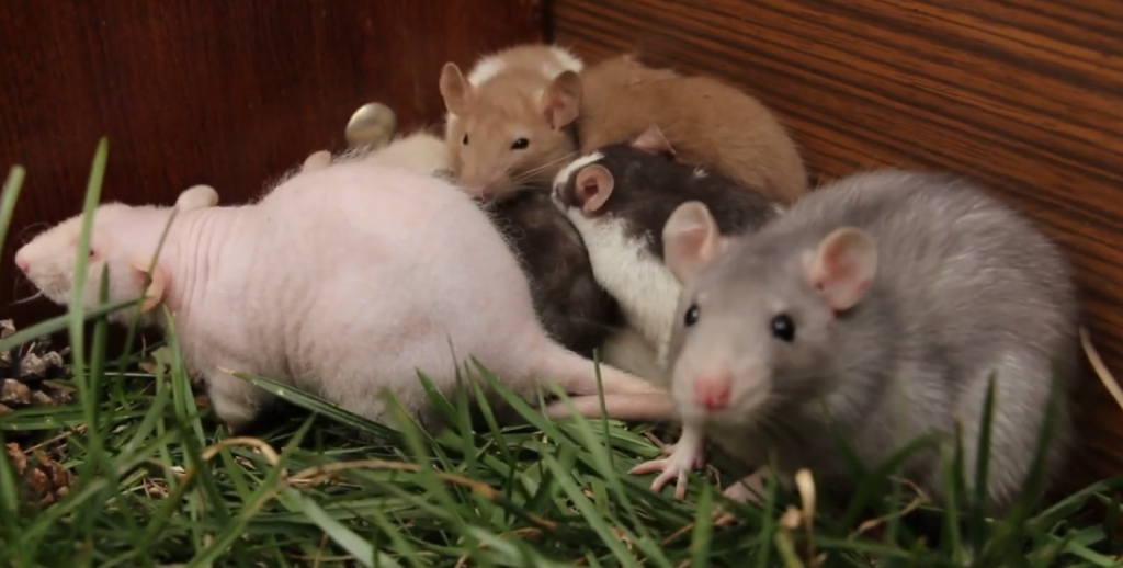 К концу года Крысы в полях Харьковщины расплодились «мышевидные» грызуны