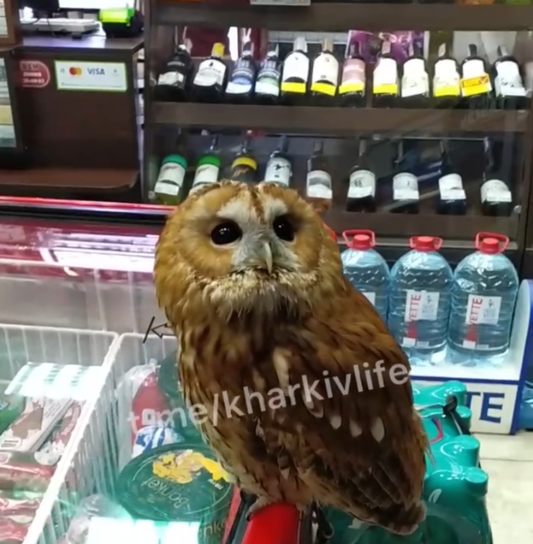 В харьковском супермаркете поселилась сова (видео)