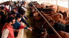 В Индии подростки будут сдавать экзамен на знание коров