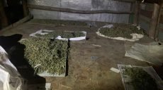 На Харьковщине изъято более 25 кг каннабиса