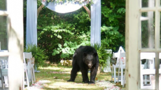 Забавно и мило: заблудившийся медведь дополнил свадебную фотосессию (фото)