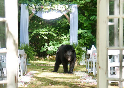 Забавно и мило: заблудившийся медведь дополнил свадебную фотосессию (фото)