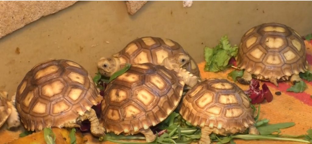 Чотирнадцять шпороносних черепах народилися у Фельдман Екопарк (відео)
