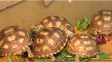 Чотирнадцять шпороносних черепах народилися у Фельдман Екопарк (відео)