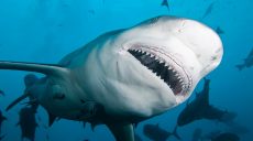 В Австралии тупорылая акула напала на купальщика в реке Суон