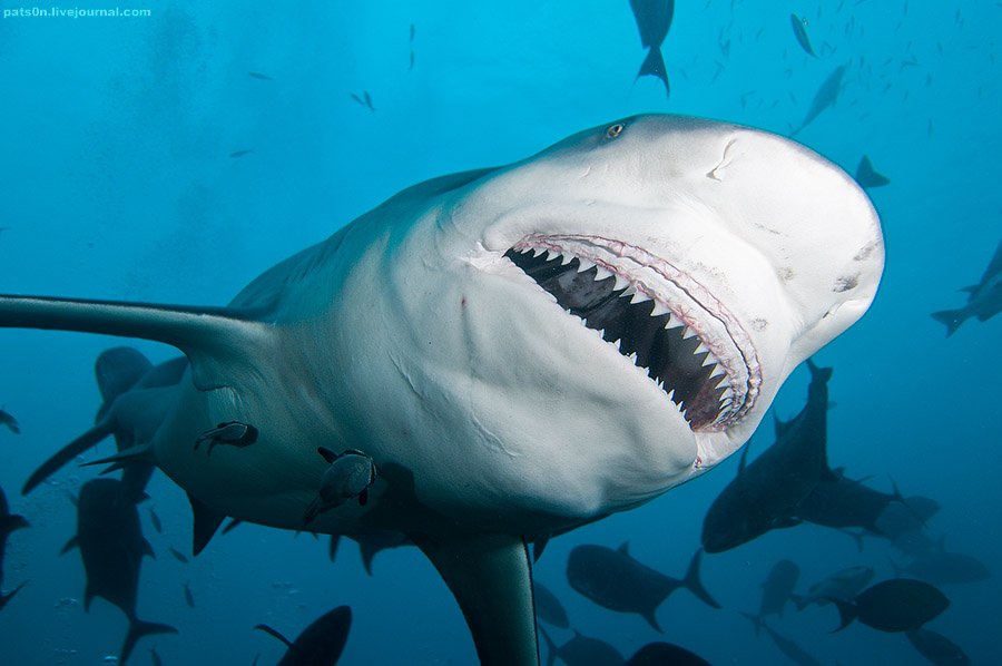 В Австралии тупорылая акула напала на купальщика в реке Суон