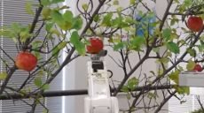 Японцы создали робота-фермера, который справляется с урожаем фруктов лучше человека (видео)
