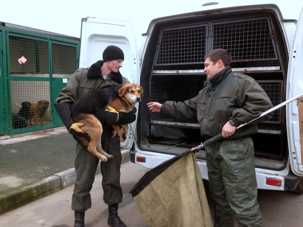 На отлов бездомных животных в Харькове выделили почти 6,5 миллиона гривен