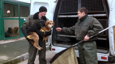 На отлов бездомных животных в Харькове выделили почти 6,5 миллиона гривен