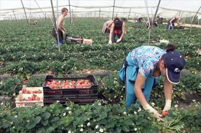 Германия упростит сезонный набор сельхозрабочих из Украины