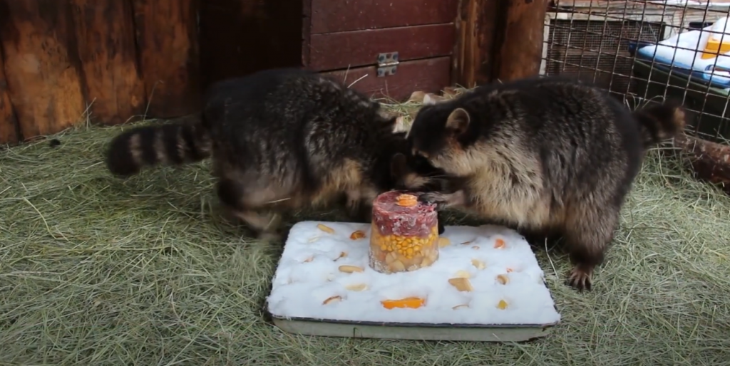 Як у Харківському зоопарку братів єнотів із днем народження вітали (відео)