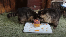 Як у Харківському зоопарку братів єнотів із днем народження вітали (відео)