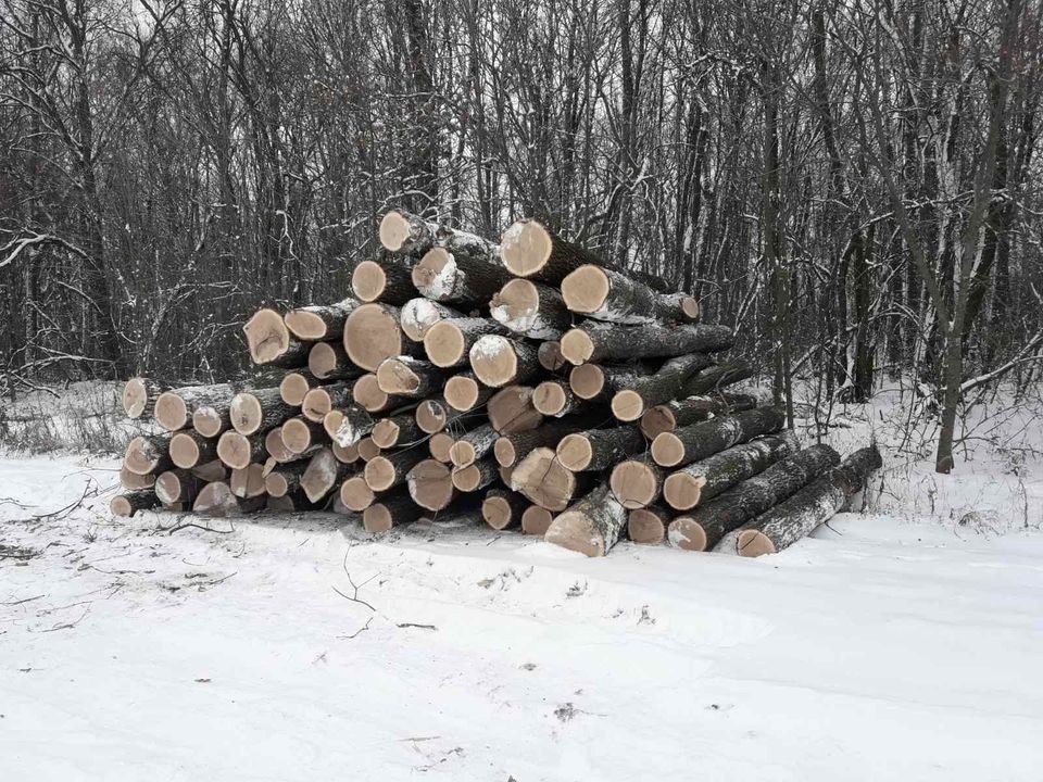 Двум жителям Харьковщины сообщили о подозрении в незаконной вырубке деревьев на 800 тыс. грн