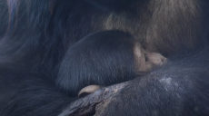 Харків’яни можуть побачити у Фельдман Екопарк новонароджених шимпанзе (відео)