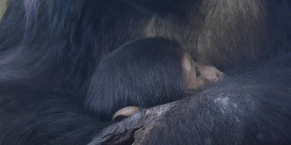 Харків’яни можуть побачити у Фельдман Екопарк новонароджених шимпанзе (відео)