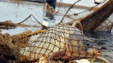 На Артемовском заливе поймали браконьеров, которые сетями ловили рыбу (фото)