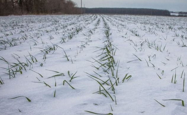 На Харьковщине озимые посевы находятся на грани вымерзания