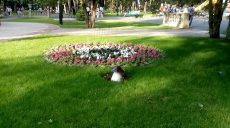 Харьковский парк отдаст почти полмиллиона гривен за семена