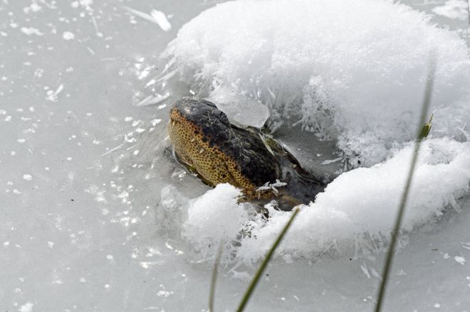 В Оклахоме крокодилы на болотах вмерзли в лед (видео)