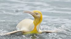 В Южной Атлантике фотографу удалось снять на камеру необычного желтого пингвина (фото)