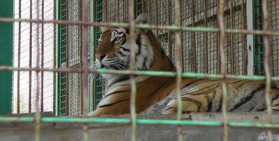 В Мене на Черниговщине тигр в зоопарке загрыз работника