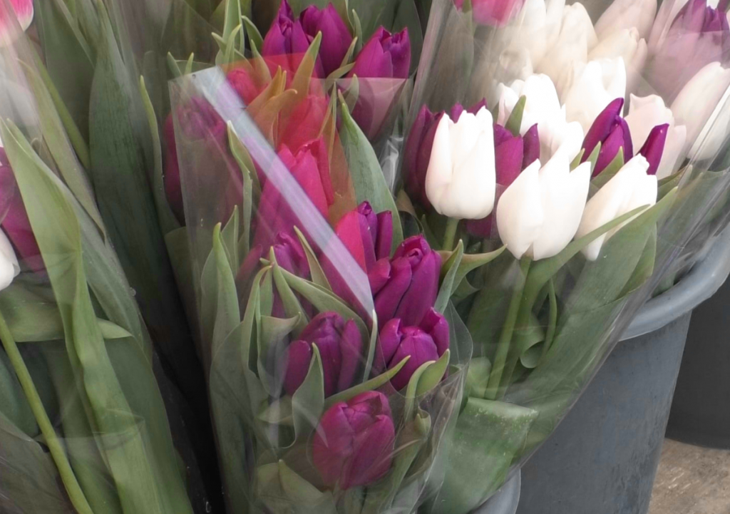 Тюльпани, крокуси та гіацинти: напередодні 8 березня Харків заполонили торговці квітами (відео)