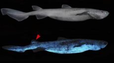 Ученые обнаружили 2-метровых акул, которые светятся в темноте