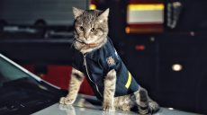 В Киеве коту-спасателю присвоили звание майора (фото)